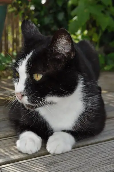 Chat