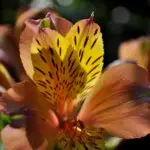alstroemere
