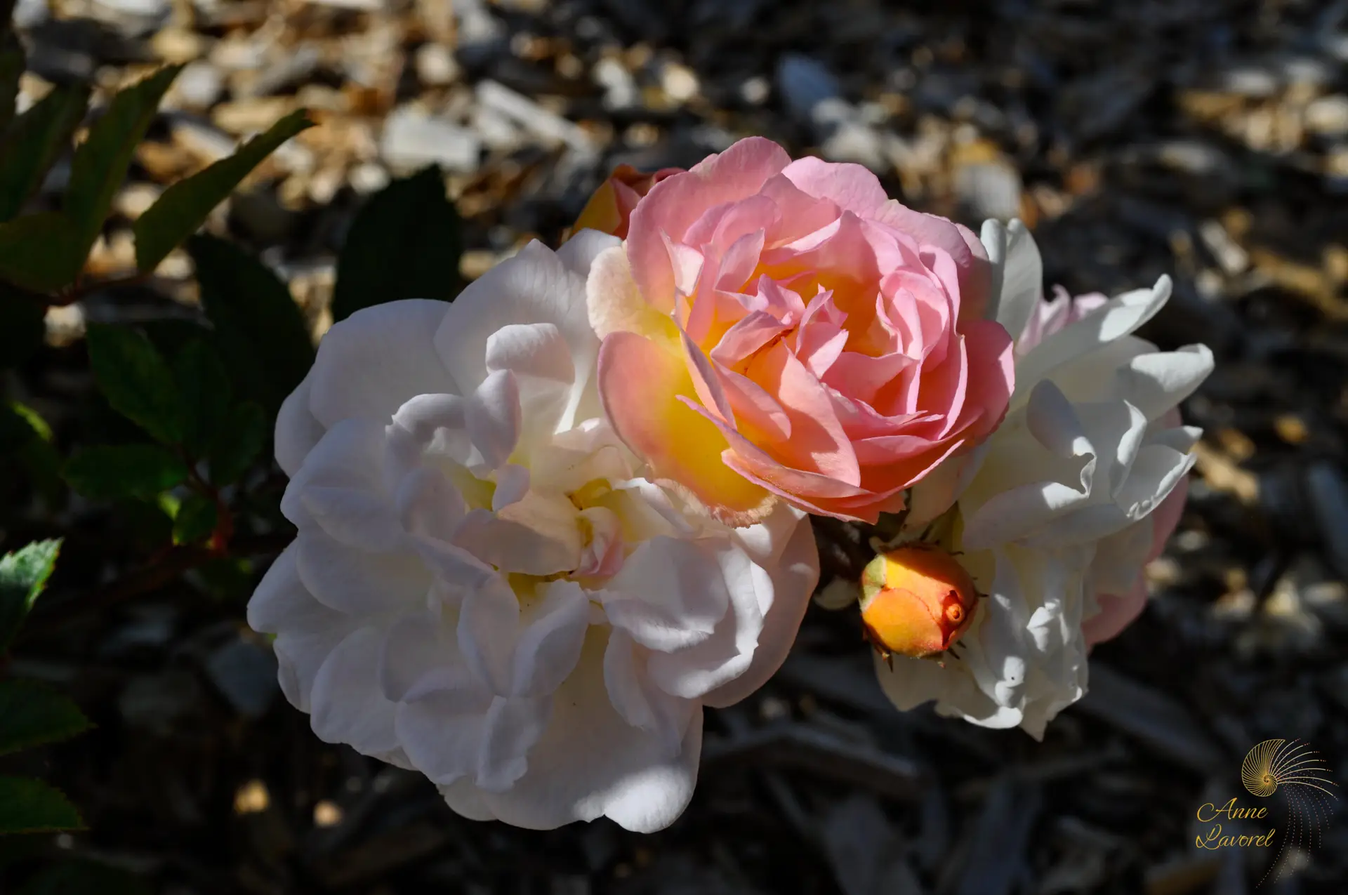 rosa ghislaine de feligonde
