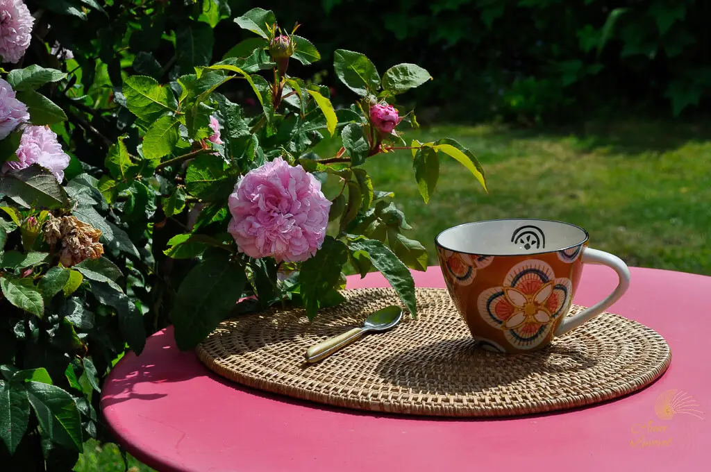 rosier pierre de ronsart table rose jardin tasse orange