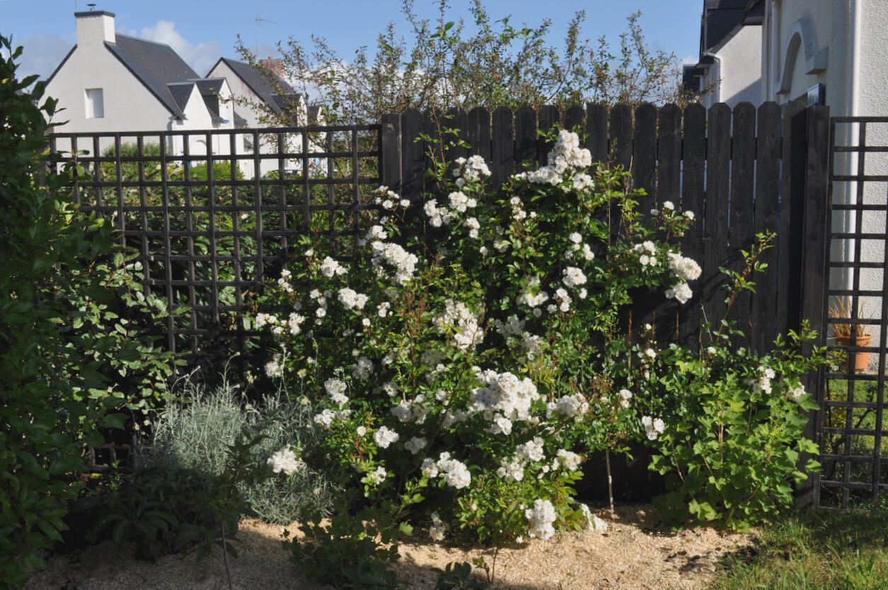 treillis noir rosier blanc